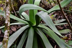 Agave warelliana