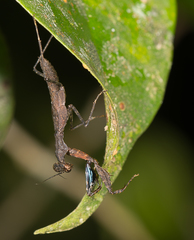 Pseudomiopteryx infuscata