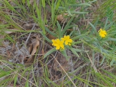 Lithospermum incisum