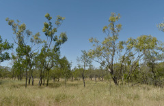 Eucalyptus normantonensis