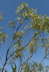 Eucalyptus normantonensis