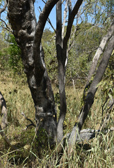 Eucalyptus normantonensis