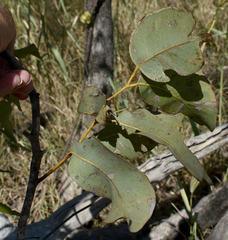 Eucalyptus normantonensis