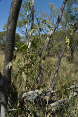 Eucalyptus normantonensis