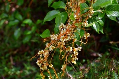 Cuscuta tinctoria
