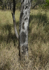Eucalyptus normantonensis