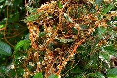 Cuscuta tinctoria