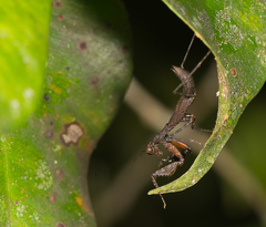 Pseudomiopteryx infuscata