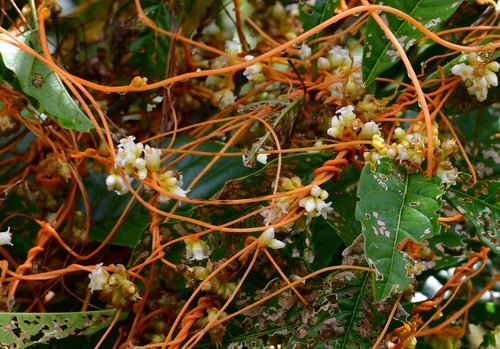Cuscuta jalapensis