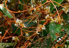 Cuscuta tinctoria