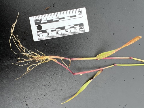 Briza maxima