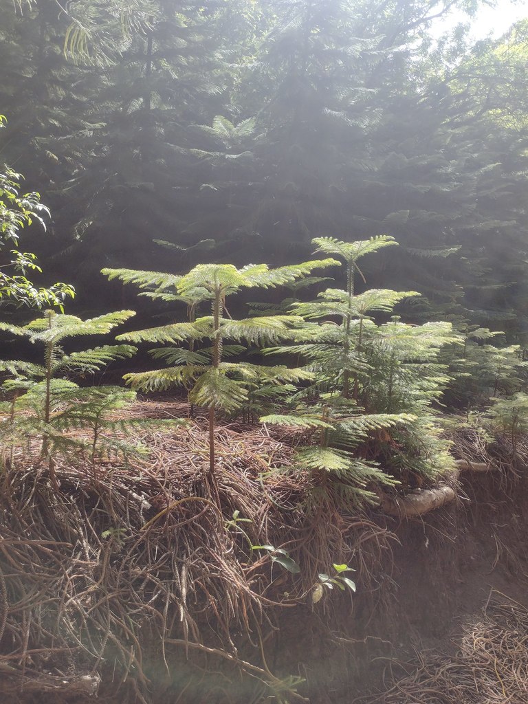 Araucaria columnaris - council-listed tree