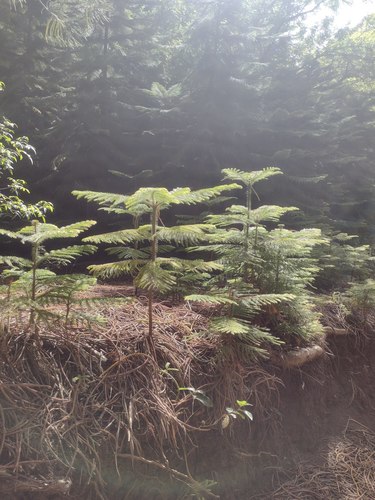 Araucaria columnaris