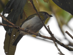 Cyclarhis nigrirostris