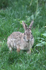 Sylvilagus floridanus