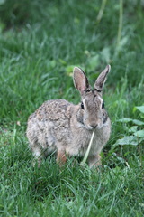 Sylvilagus floridanus