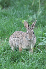 Sylvilagus floridanus