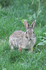 Sylvilagus floridanus