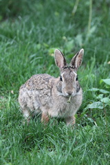 Sylvilagus floridanus