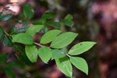 Vaccinium confertum