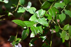 Vaccinium confertum