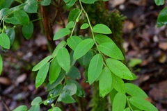 Vaccinium confertum