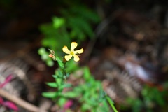 Hypericum silenoides