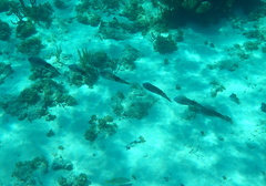 Sepioteuthis sepioidea