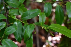 Aiouea chiapensis