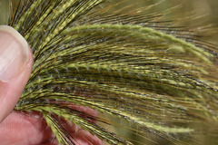 Dichanthium sericeum polystachyum