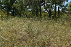 Dichanthium sericeum polystachyum