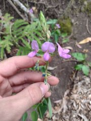 Desmodium intortum