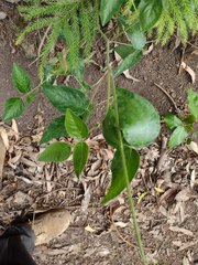 Desmodium intortum