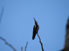 Anthracothorax nigricollis