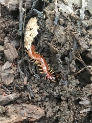 Scolopocryptops spinicaudus