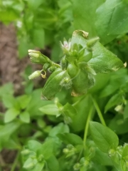 Stellaria media