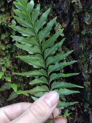 Asplenium contiguum