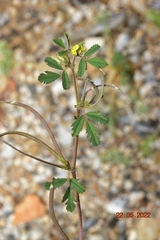 Medicago polyceratia