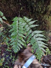 Asplenium contiguum
