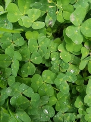 Trifolium repens