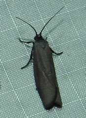 Urodus parvula