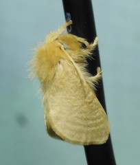 Megalopyge pyxidifera