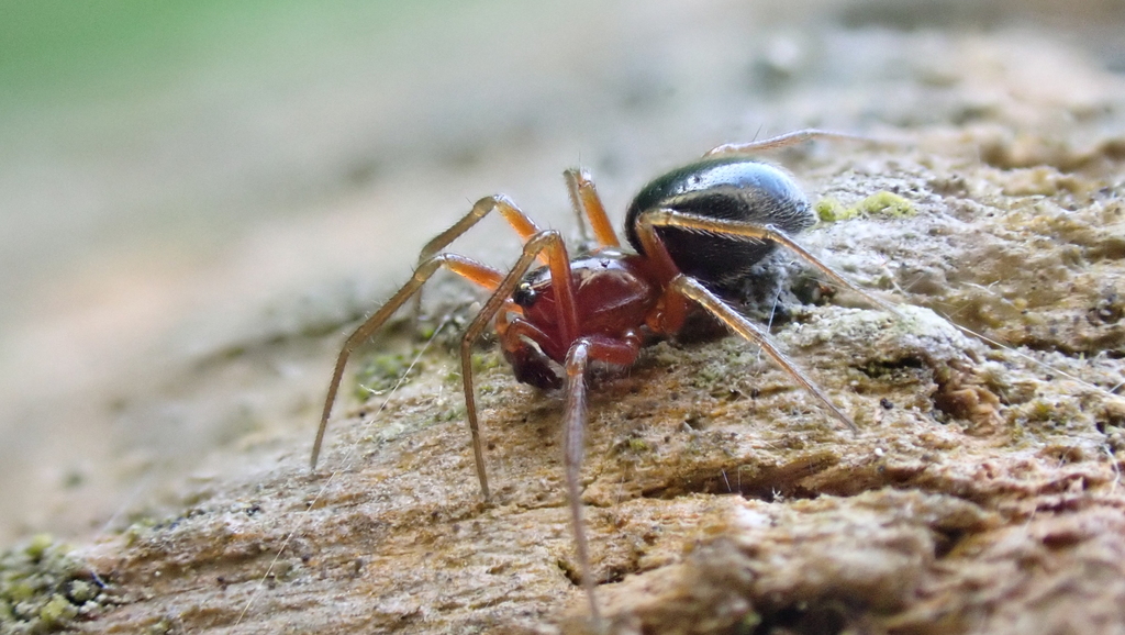 Dark Hammock-web Spider
