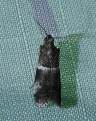 Quasisalebria atratella