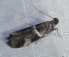 Quasisalebria atratella