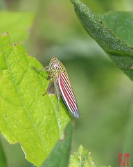 Apogonalia fraterna