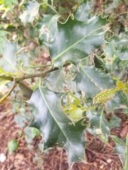 Ilex aquifolium