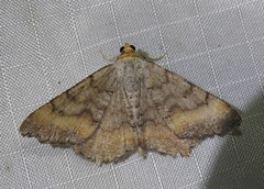 Macaria distribuaria