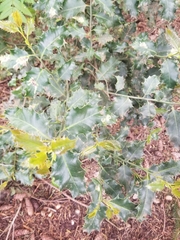 Ilex aquifolium