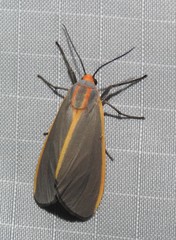 Pygarctia abdominalis